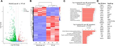 Sumoylation-deficient phosphoglycerate mutase 2 impairs myogenic differentiation